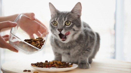 Как правильно подобрать корм для кошки