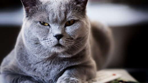 Артрит у котів: симптоми та лікування