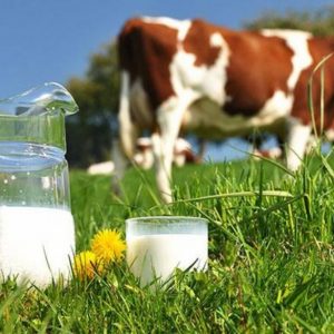 Гігієна худоби та фільтрація молока - запорука якісного продукту вашої ферми