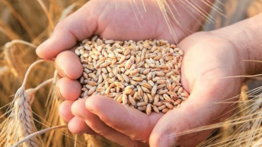 Сокращение потерь при обработке зерна: роль небулизации в современном агробизнесе