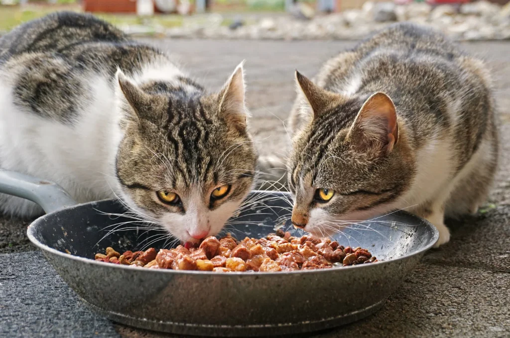 Чому варто замовляти корма преміум-класу для котів?